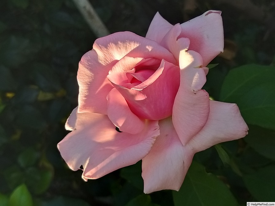 'Parfum de Liberté ®' rose photo