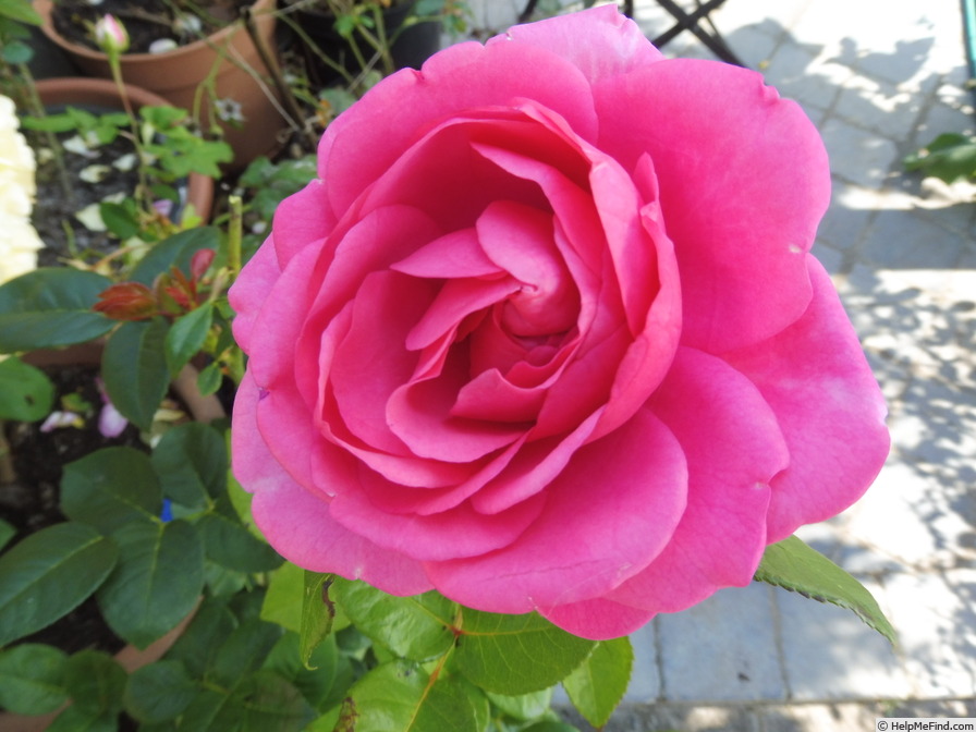 'Desirée ® (floribunda, Evers/Tantau, 2017)' rose photo