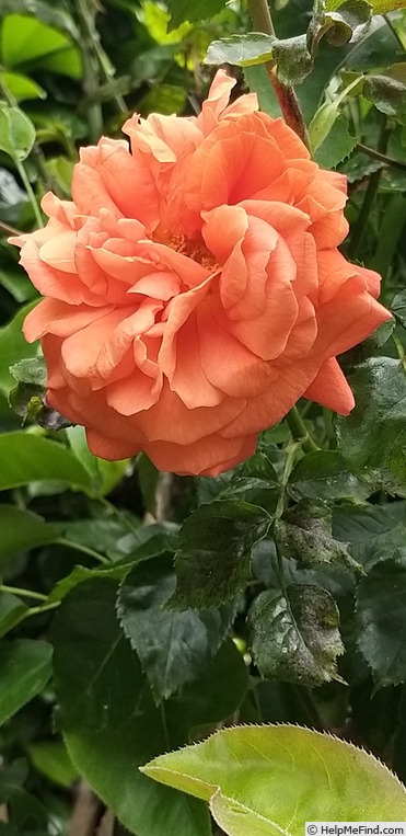 'Orangerie ®' rose photo