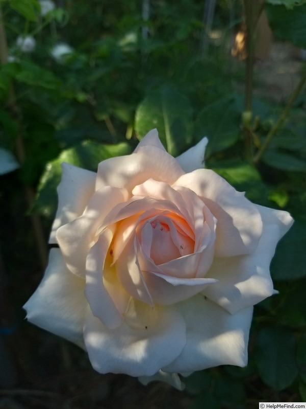 'Sweet Love ® (hybrid tea, 2005, Harkness)' rose photo