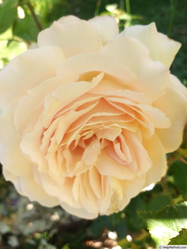 'Sweet Love ® (hybrid tea, 2005, Harkness)' rose photo