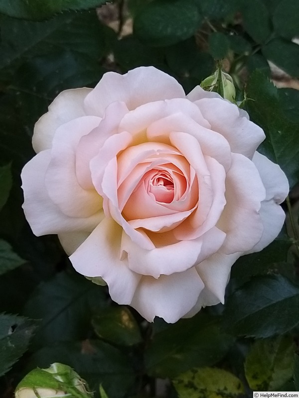 'Sweet Love ® (hybrid tea, 2005, Harkness)' rose photo