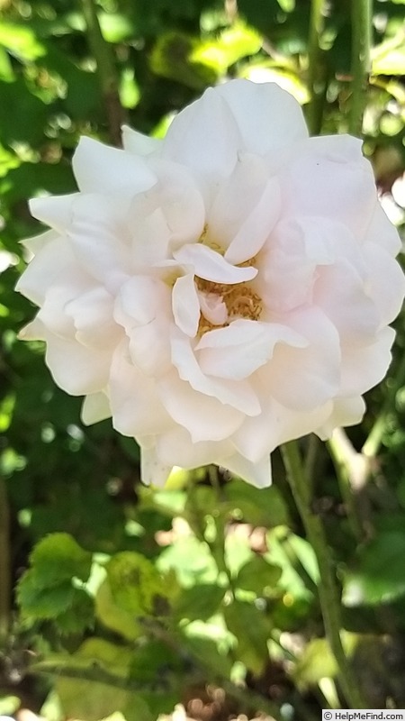 'Sweet Love ® (hybrid tea, 2005, Harkness)' rose photo