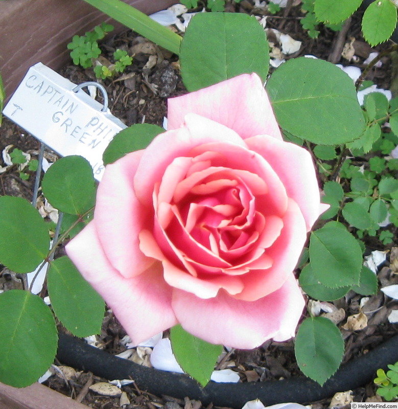 'Captain Philip Green' rose photo