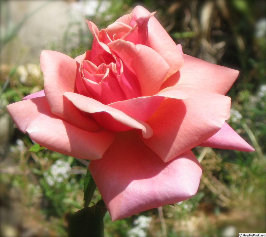 'Captain Philip Green' rose photo