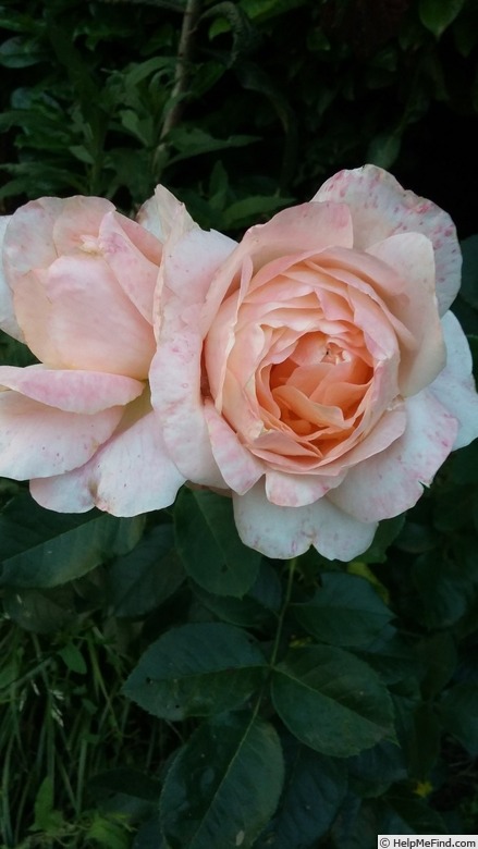 'Isabelle Autissier ®' rose photo