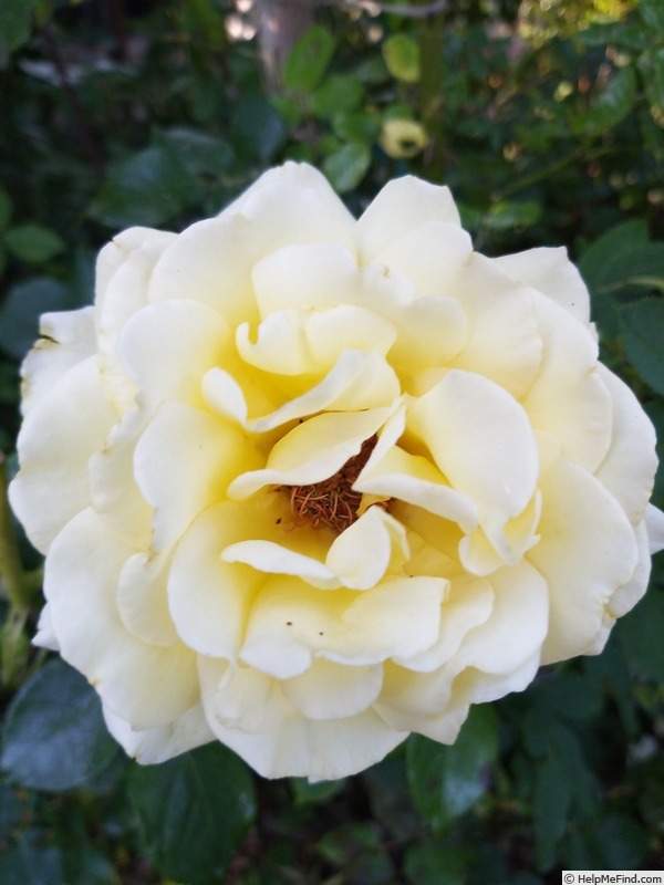 'Isabelle Joerger' rose photo