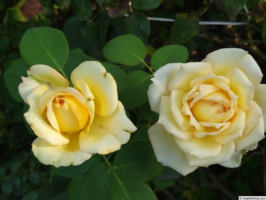 'Isabelle Joerger' rose photo