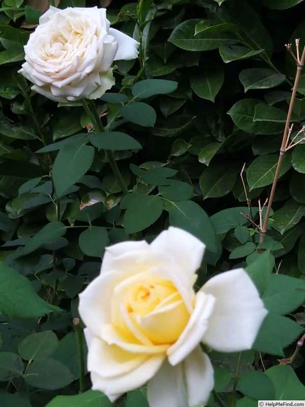 'Isabelle Joerger' rose, click to enlarge 'Isabelle Joerger' rose photo