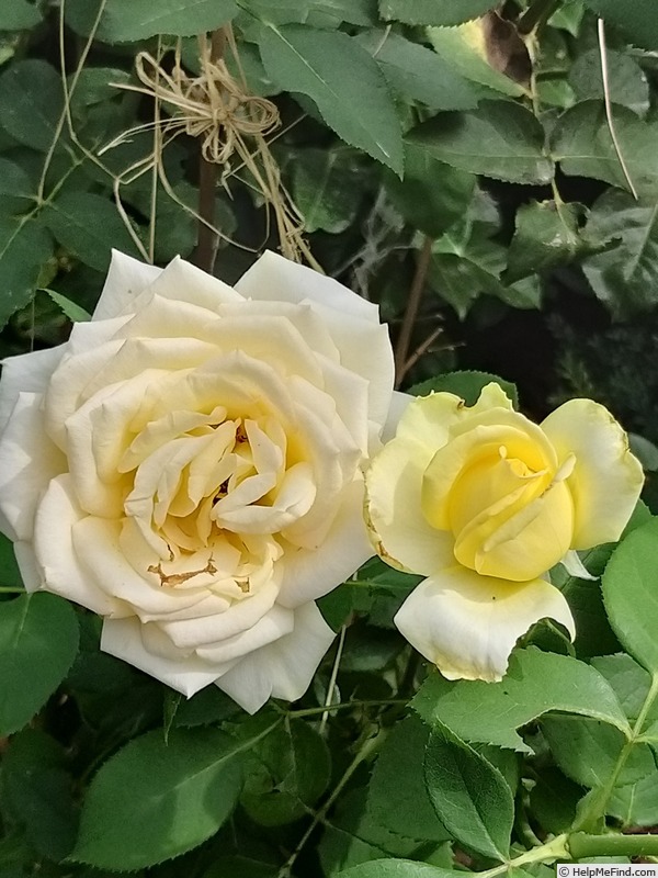 'Isabelle Joerger' rose photo