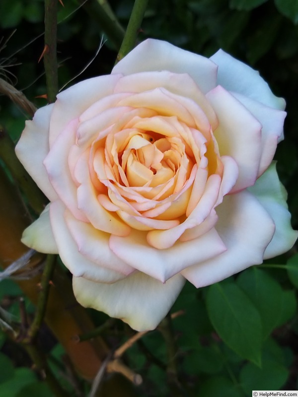 'Isabelle Joerger' rose, click to enlarge 'Isabelle Joerger' rose photo