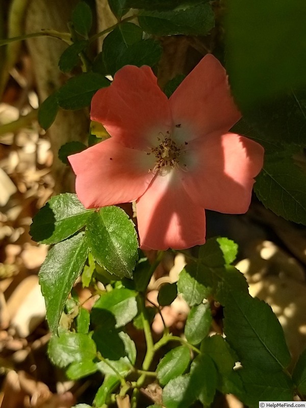 'Isalia ®' rose, click to enlarge 'Isalia ®' rose photo