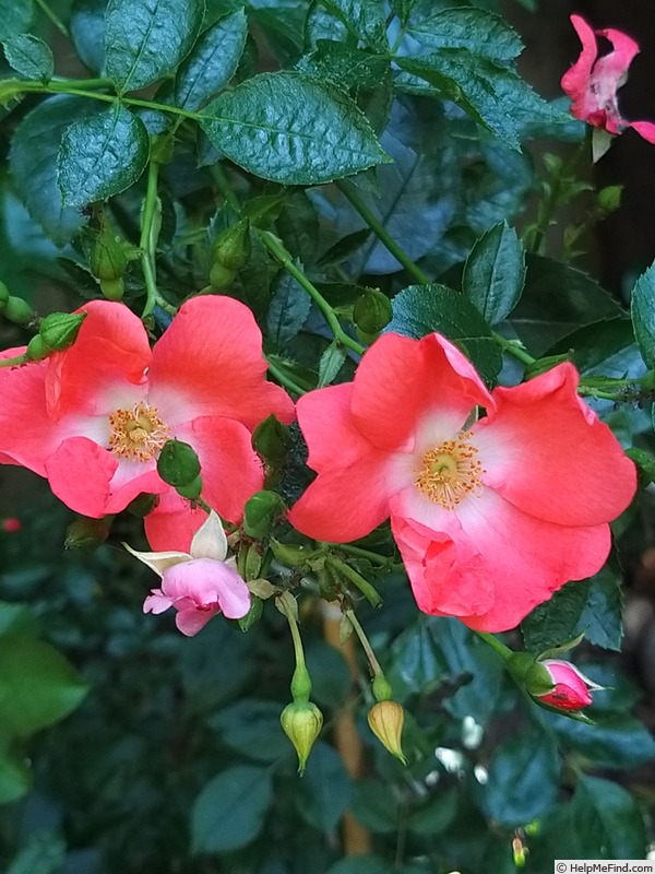 'Isalia ®' rose, click to enlarge 'Isalia ®' rose photo