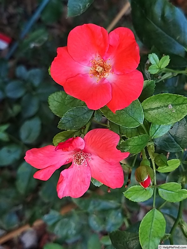 'Isalia ®' rose, click to enlarge 'Isalia ®' rose photo