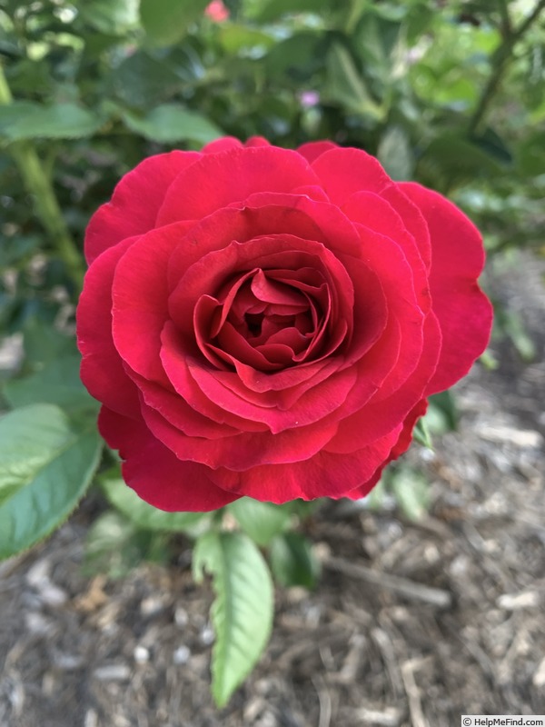 'Rosemantic Red ®' rose photo