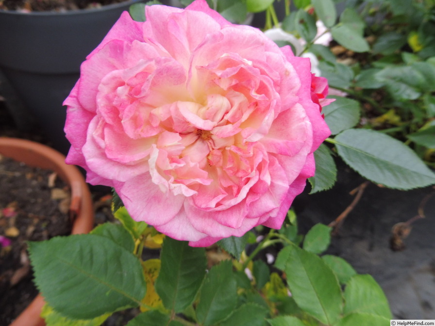 'Country Girl ® (floribunda, Evers/Tantau, 2014)' rose photo