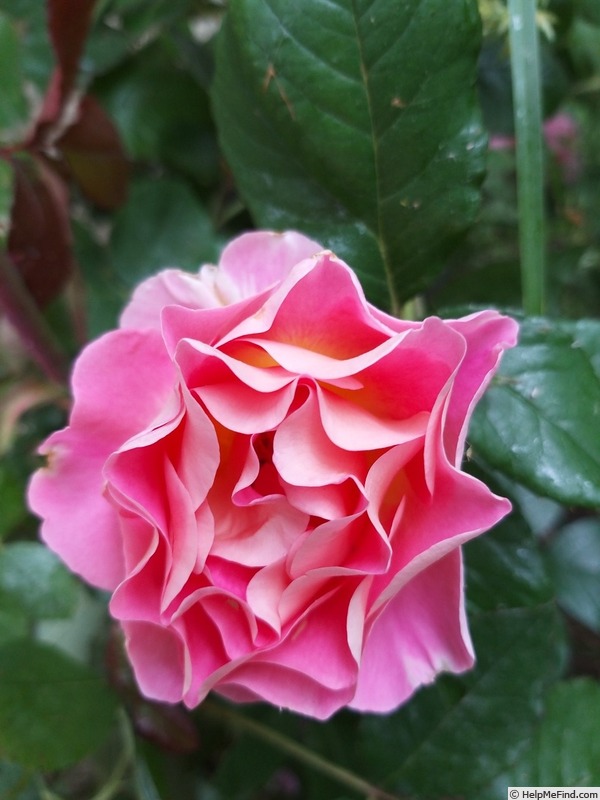 'Pink Paradise' Rose