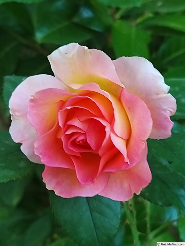'Pink Paradise (hybrid tea, Delbard, 2004/11)' rose photo