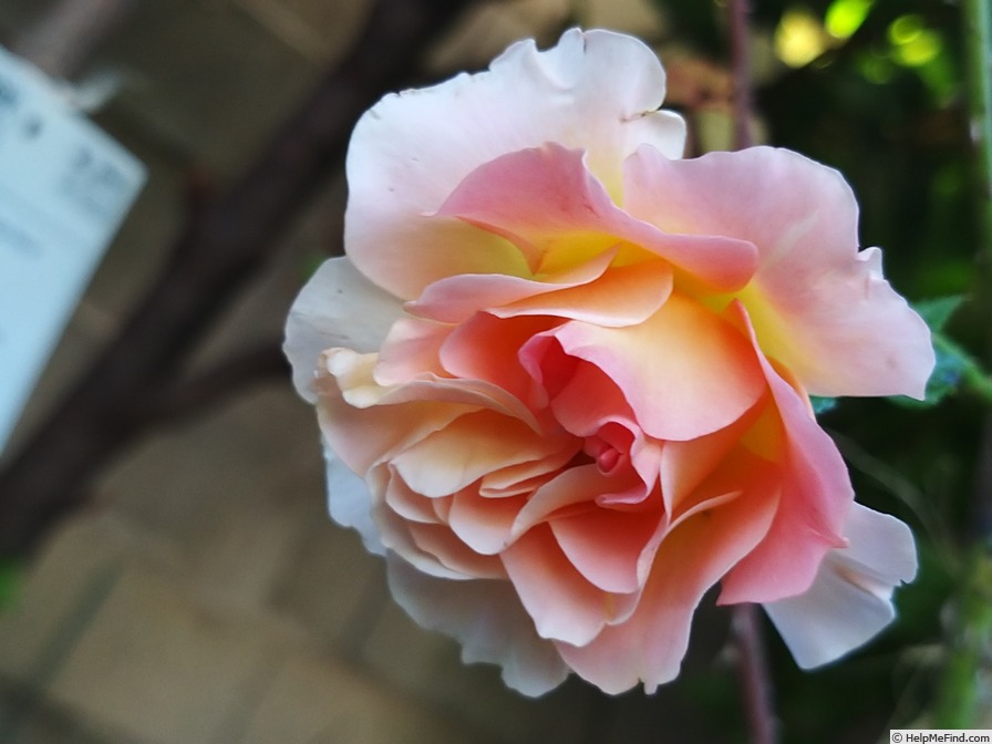 'Pink Paradise (hybrid tea, Delbard, 2004/11)' rose photo