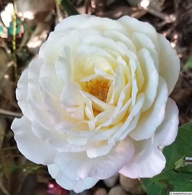 'Pink Paradise (hybrid tea, Delbard, 2004/11)' rose, click to enlarge 'Pink Paradise (hybrid tea, Delbard, 2004/11)' rose photo
