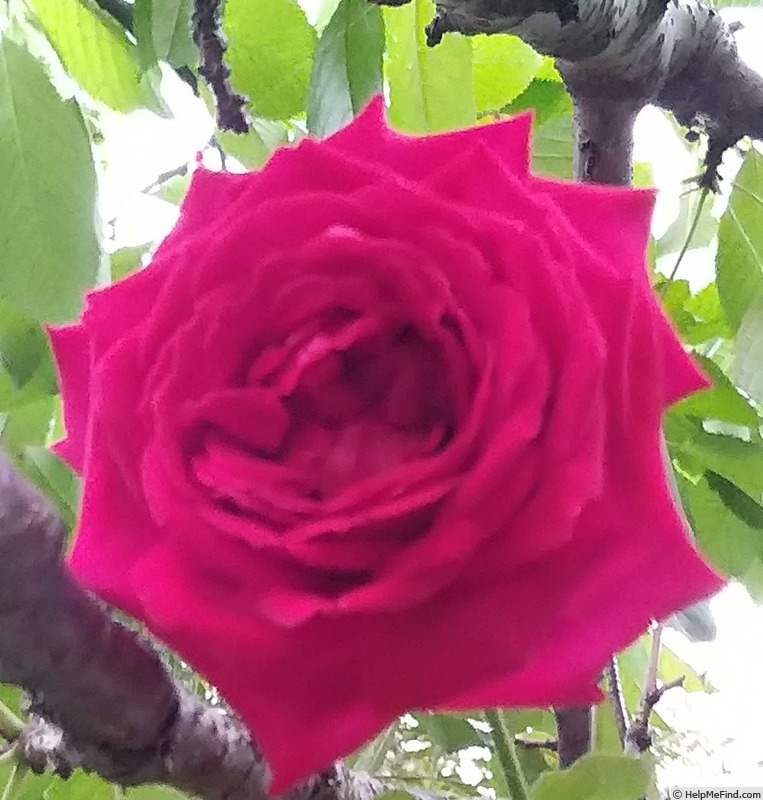 'Botero ®' rose photo