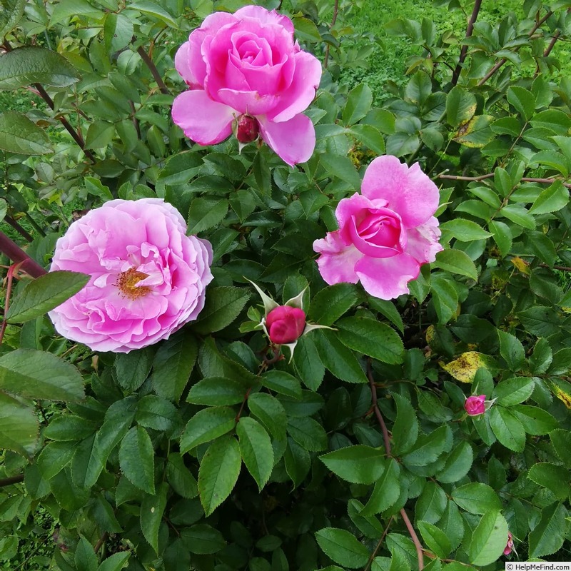 'Génie Leonard ®' rose photo