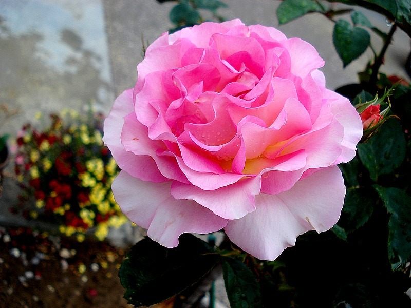 'Pink Paradise (hybrid tea, Delbard, 2004/11)' rose, click to enlarge 'Pink Paradise (hybrid tea, Delbard, 2004/11)' rose photo