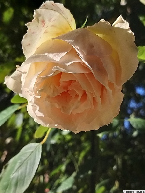 'Jalitah' rose photo