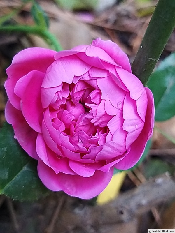 'James Veitch (perpetual moss, E. Verdier, 1864)' rose photo