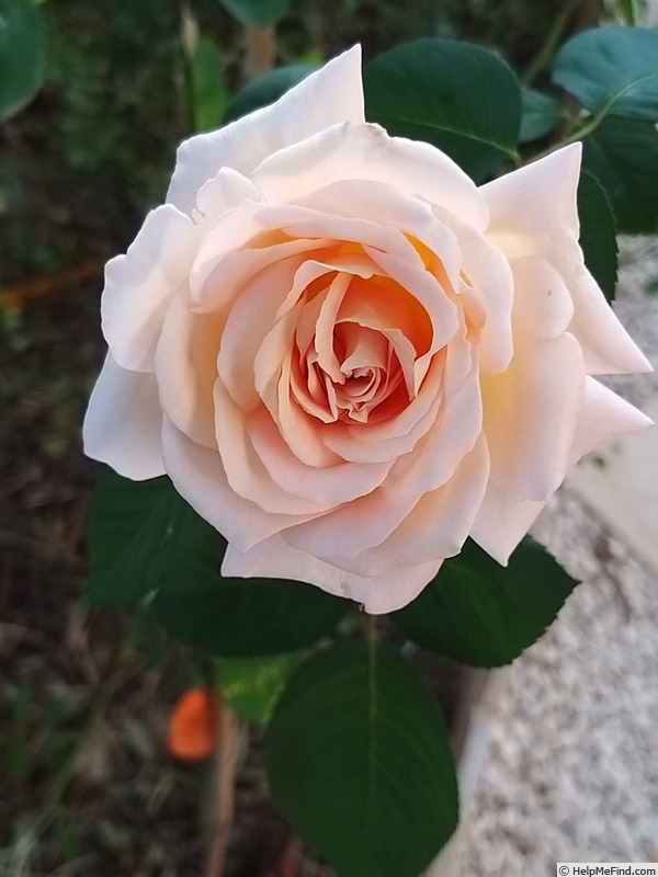'Jardins de Bagatelle®' rose photo