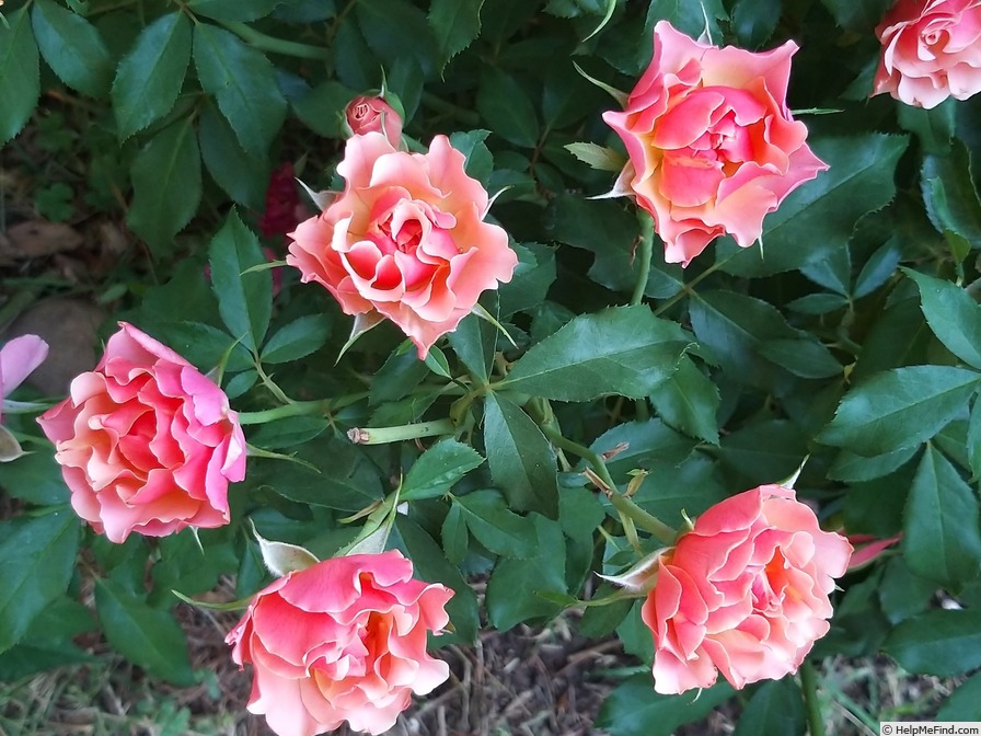 'Jean Cocteau ®' rose photo
