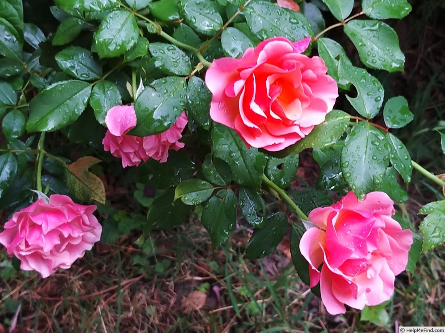 'Jean Cocteau ®' rose, click to enlarge 'Jean Cocteau ®' rose photo