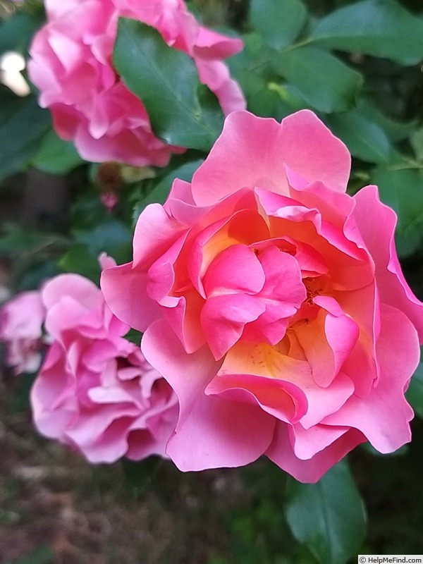 'Jean Cocteau ®' rose photo