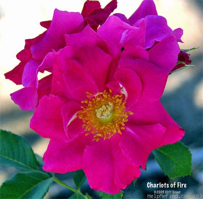 'Chariots of Fire' rose photo