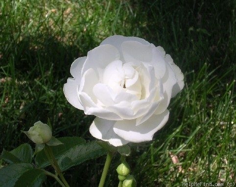 'White Mothersday' rose photo