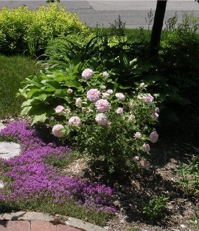 'Morden Blush' rose photo