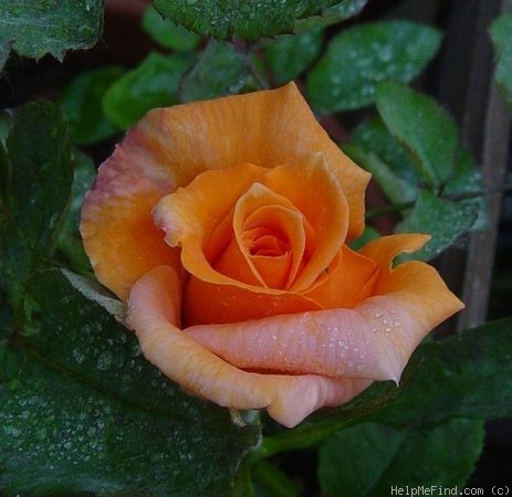 'Orange Chateau' rose photo