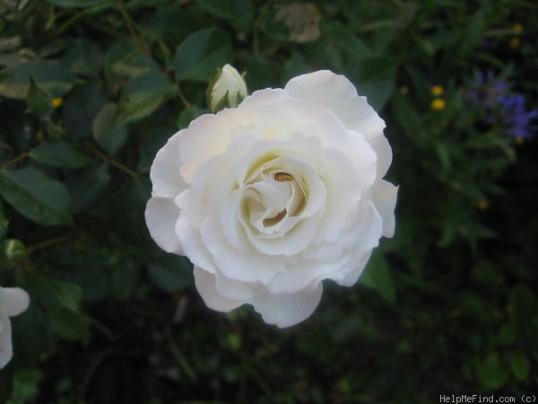 'Kristall' rose photo