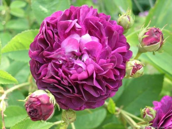 'Ombrée Parfaite' rose photo