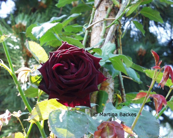 'Stefanovitch' rose photo