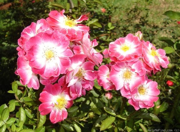 'Greetings ™ (shrub, Zary, 1997)' rose photo