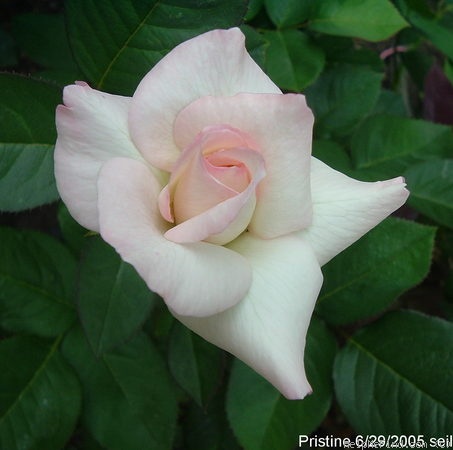 'Pristine ® (hybrid tea, Warriner 1975)' rose photo