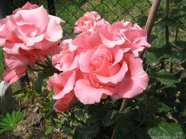 'Paris d'Yves St. Laurent' rose photo