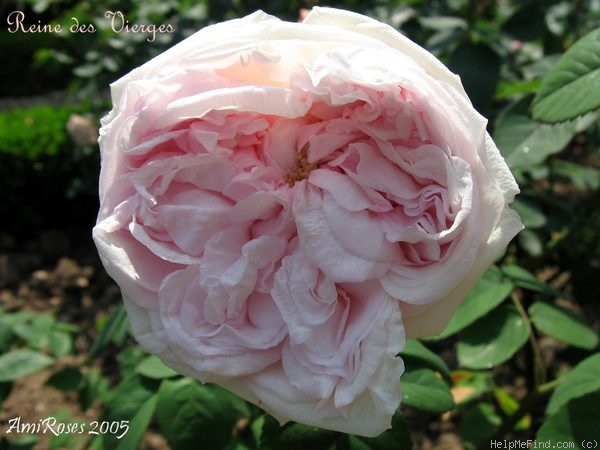 'Reine des Vierges' rose photo