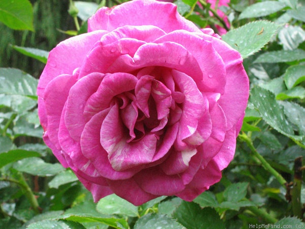 'Mélodie Parfumée ™' rose photo