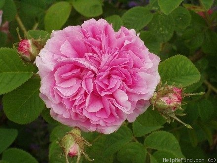 'Ipsilanti' rose photo