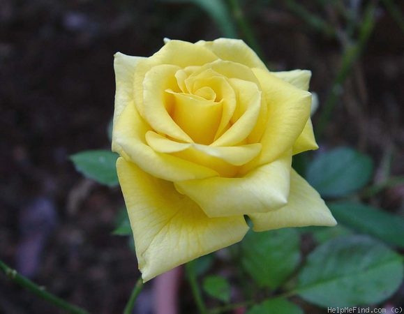 'Always Love You' rose photo