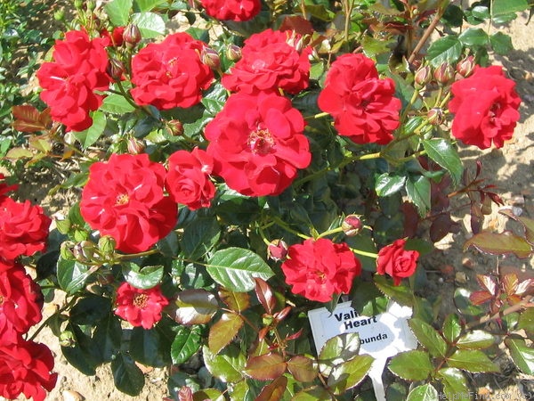 'Valiant Heart' rose photo