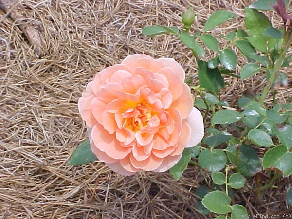 'Pat Austin ™' rose photo