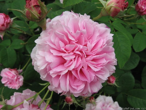 'Pink Léda' rose photo